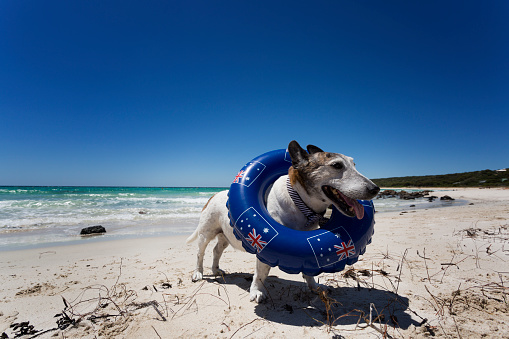 West Australian Beaches that allow dogs.
