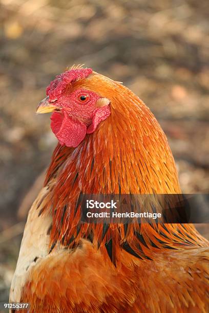 Rooster Stock Photo - Download Image Now - Bird, Brown, Chicken - Bird
