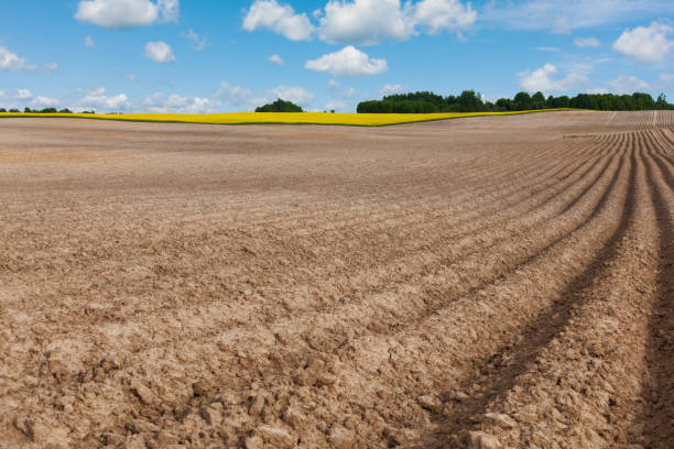 istock Arable field and blooming field at beautiful day. 912553908