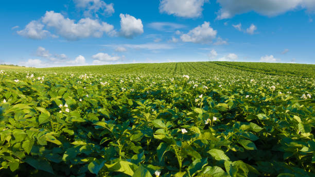 istock Potato field and blue sky at beautiful day. 912554132