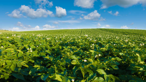 Potato field and blue sky at beautiful day. Green field of blooming potato. plantlet stock pictures, royalty-free photos & images