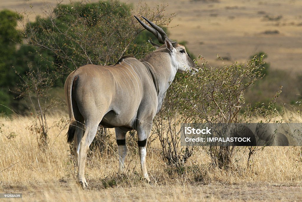 Eland Antelope Buck, Taurotragus oryx  Africa Stock Photo