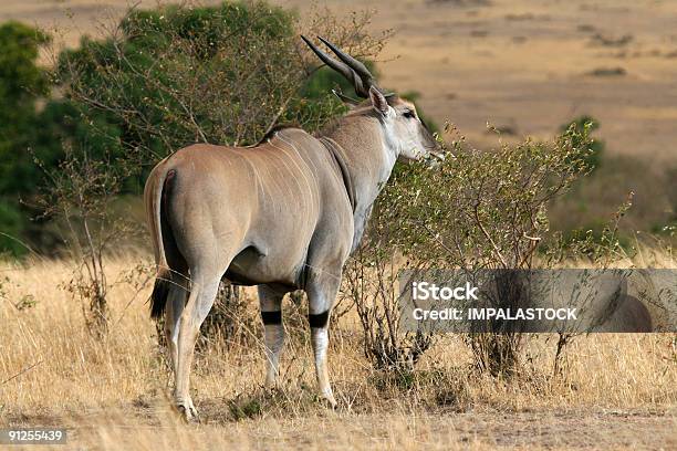 Eland Antelope Buck Taurotragus Oryx Stock Photo - Download Image Now - Africa, Animal, Animal Wildlife