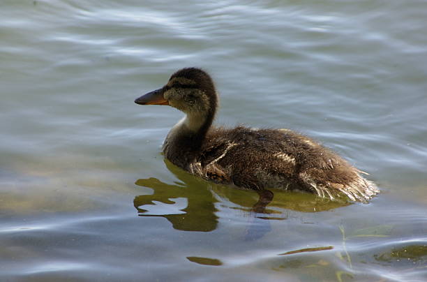 Duckling in water stock photo