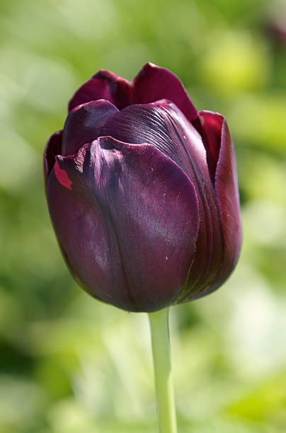 Purple tulip stock photo