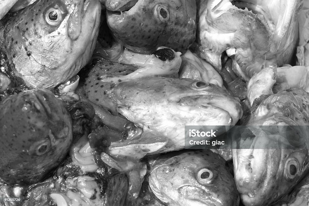 Cabezales de fishes - Foto de stock de Alimento libre de derechos