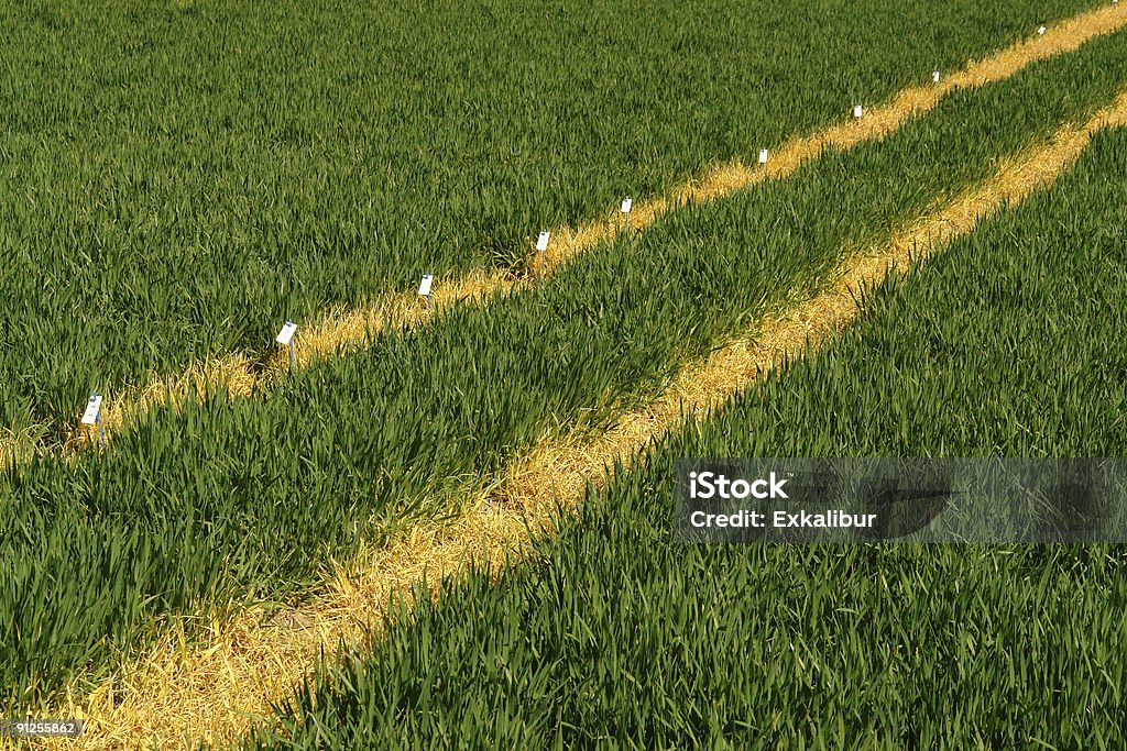 gold fields                                                       dry grass track Contrasts Stock Photo