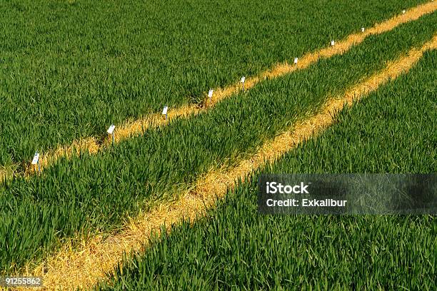 Gold Fields Stock Photo - Download Image Now - Contrasts, Footpath, Repetition