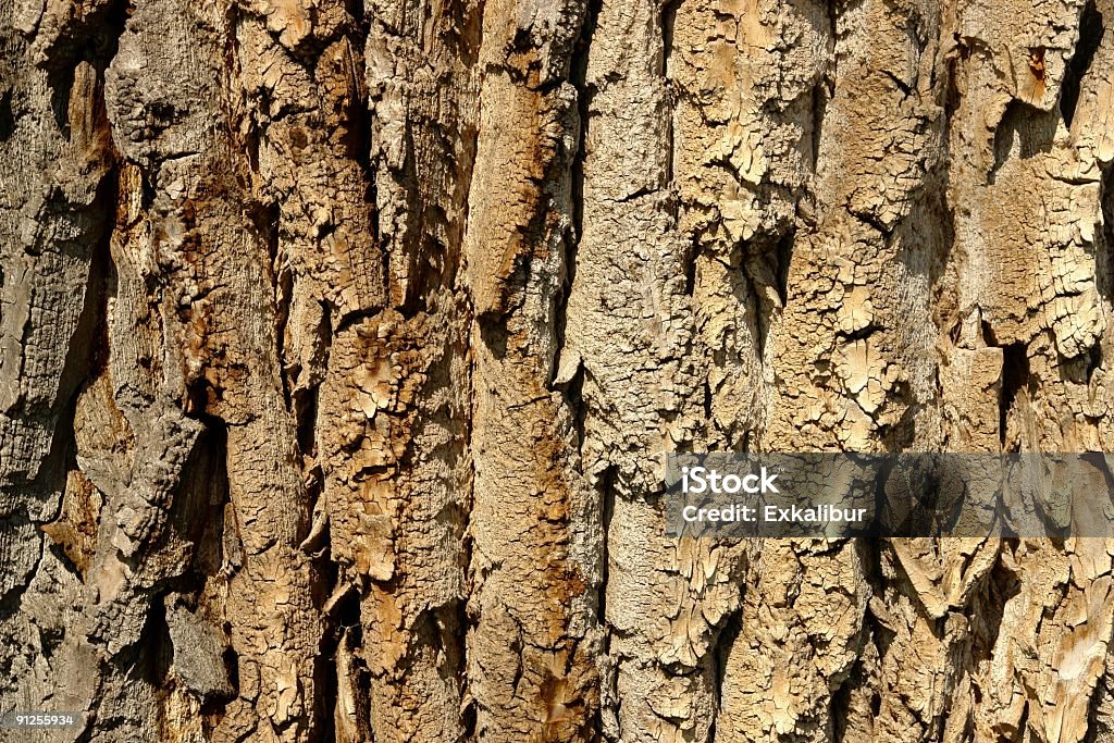 natural wood  Abstract Stock Photo