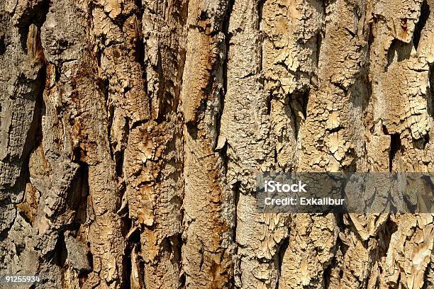 Natural Wood Stock Photo - Download Image Now - Abstract, Backgrounds, Beech Tree