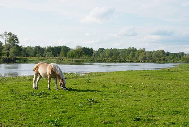 Cheval sur la Prairie - Photo