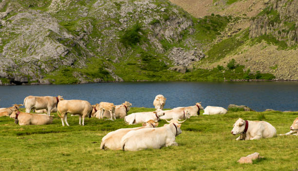 istock an herd of cows in the alpine pastures 912561664