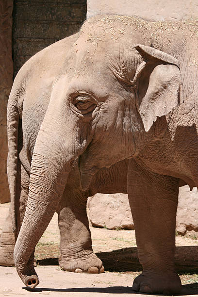 Close-up portrait of an elephant.