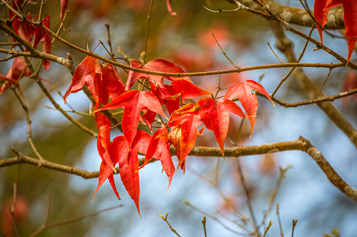 Fall Red Maple tree leaves