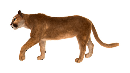3d Digital Render Big Cat Puma On White Stock Photo - Download Image Now -  Cut Out, Mountain Lion, Animal - iStock