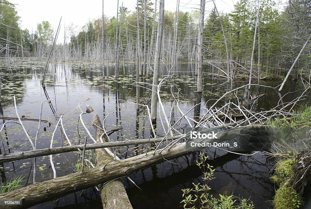 Entra bosque - Foto de stock de Inundación libre de derechos