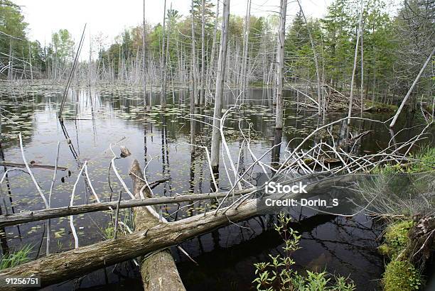Entra Bosque Foto de stock y más banco de imágenes de Inundación - Inundación, Norte, Canadá