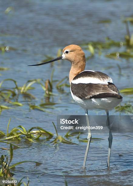 American Avocetta Americanashorebird - Fotografie stock e altre immagini di Avocetta americana - Avocetta americana, Becco, Camminare nell'acqua