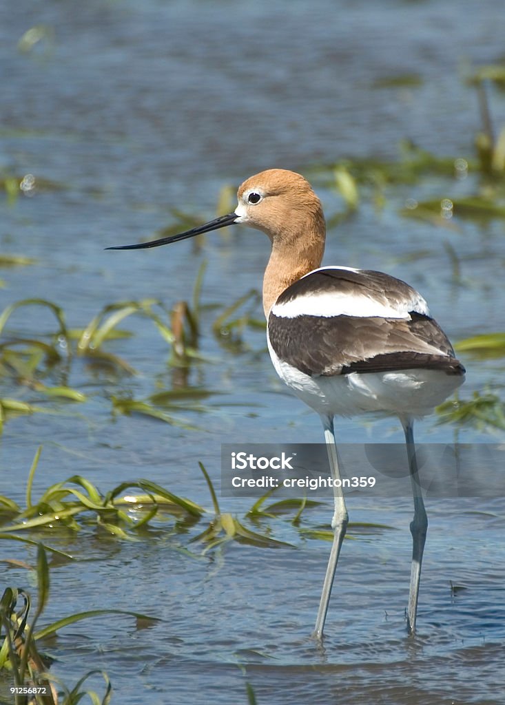 Avoceta-Shorebird americano - Royalty-free Ave de água doce Foto de stock