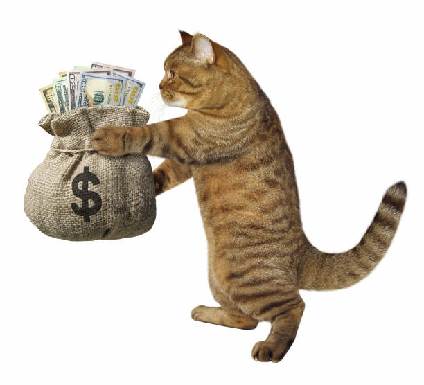 istock Cat with a sack of money 912569908