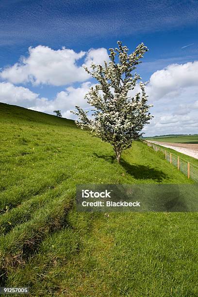 Głóg - zdjęcia stockowe i więcej obrazów Anglia - Anglia, Archeologia, Bez ludzi