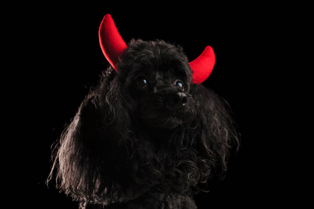 istock cute black poodle wearing red devil horns as a costume 912570134