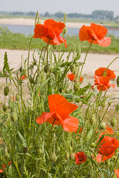 мак самосейка (papaver rhoeas - millingerwaard стоковые фото и изображения