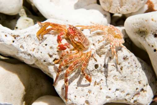 Small Crab Seen at Botanical Beach during Low Tides (British Columbia, Canada)