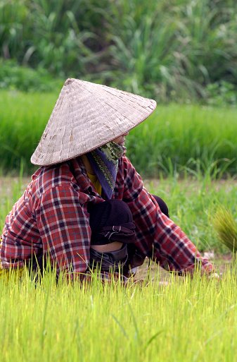 Worker in rice paddy fields in north Vietnam.
