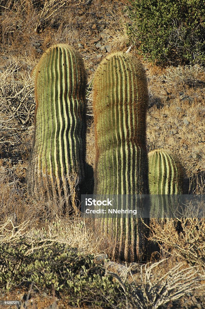 Biznaga gigante, Ferocactus diguetii - Foto de stock de Aire libre libre de derechos