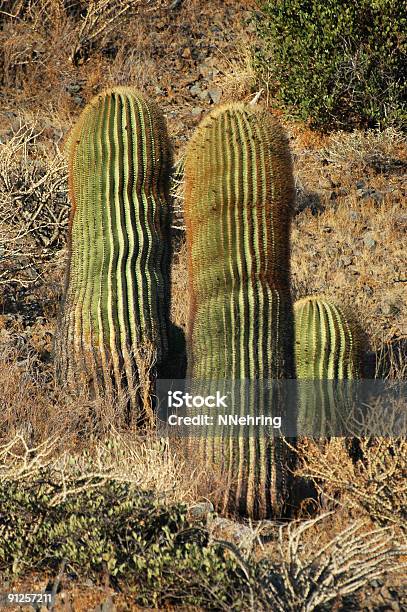 Biznaga Gigante Ferocactus Diguetii Foto de stock y más banco de imágenes de Aire libre - Aire libre, Baja California Sur, Bioreserva