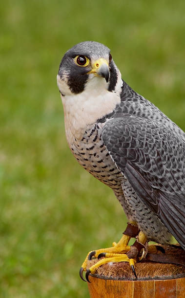 istock Peregrine Falcon (Falco peregrinus) Looks Back - Perched 91257578