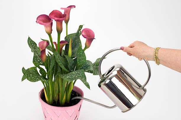 Calla Lily - watering on white stock photo