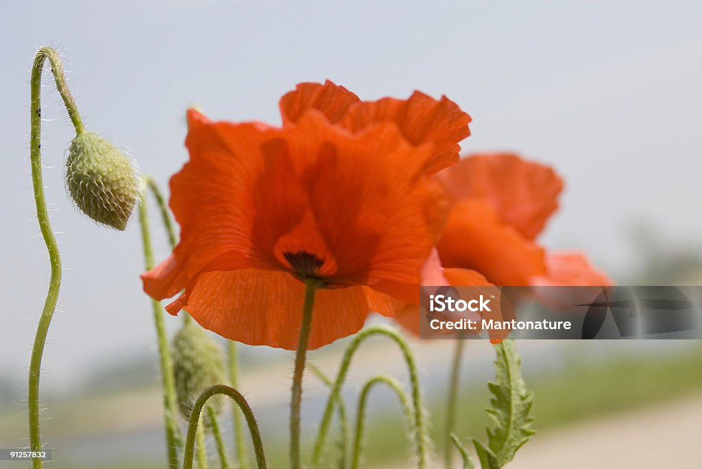 Amapola silvestre (Papaver rhoeas - Foto de stock de Aire libre libre de derechos