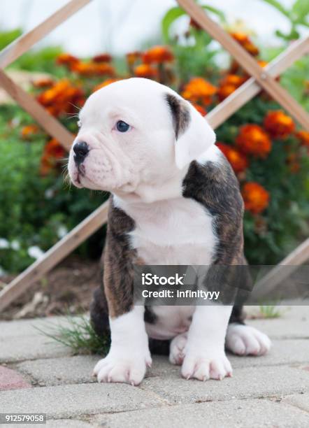 Wunderschöne American Bulldog Welpen Auf Natur Stockfoto und mehr Bilder von American Bulldog - American Bulldog, Welpe, Blume