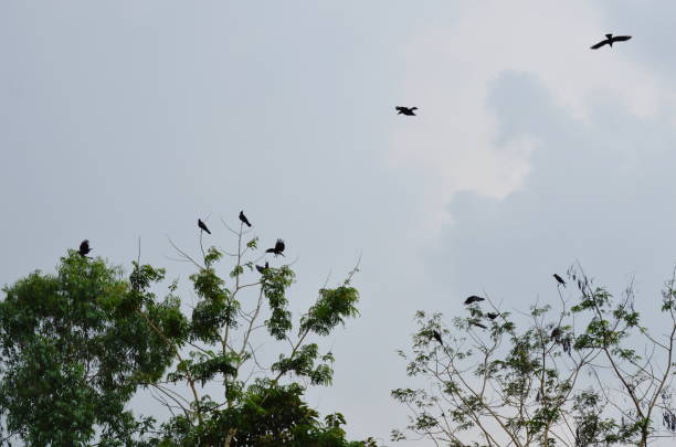 crow hanging and flying over tree top crow hanging and flying over tree top in garden crows nest stock pictures, royalty-free photos & images