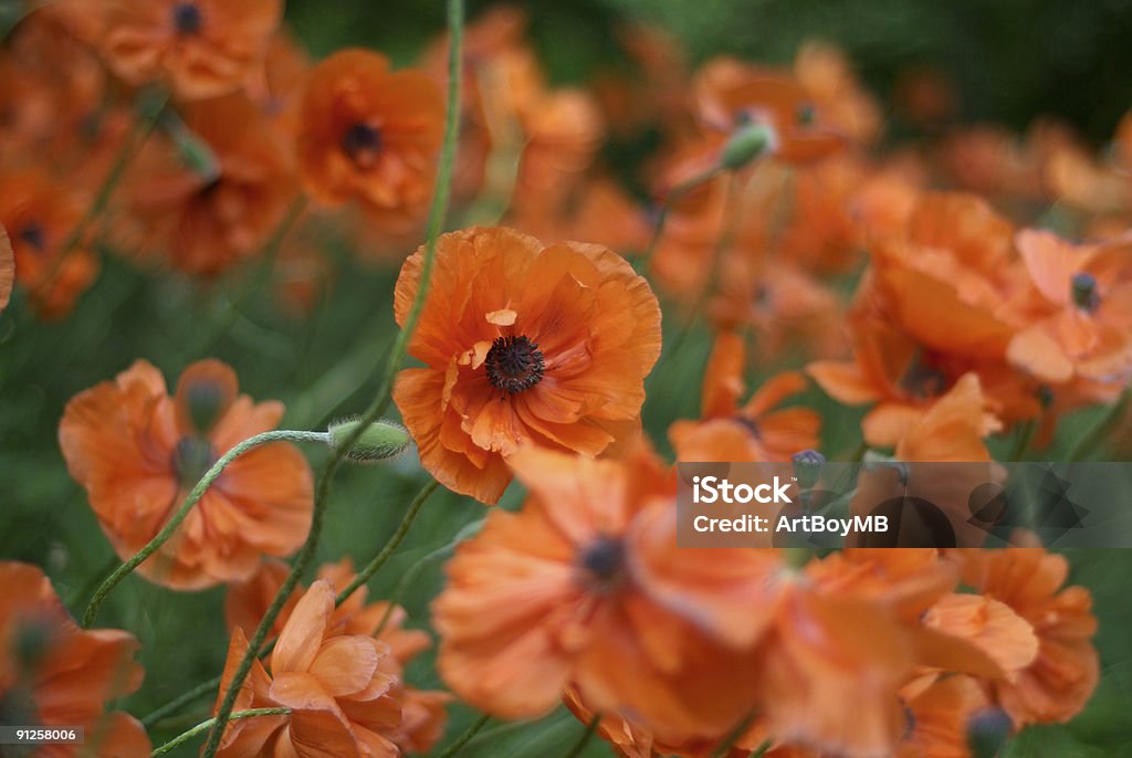 Coquelicots - Photo de Bonheur libre de droits