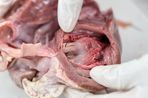 istock Sample Surgery structure heart of the pig for classroom education. 912580300