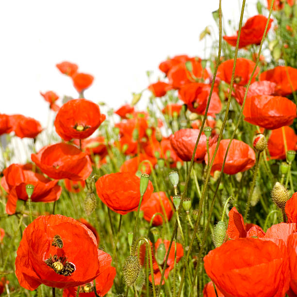 spring flowers