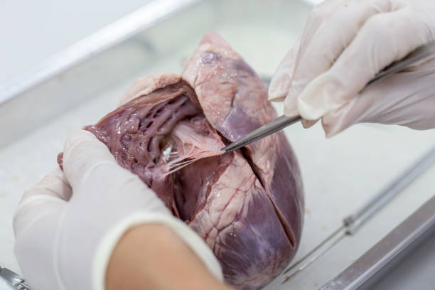 istock Sample Surgery structure heart of the pig for classroom education. 912580390