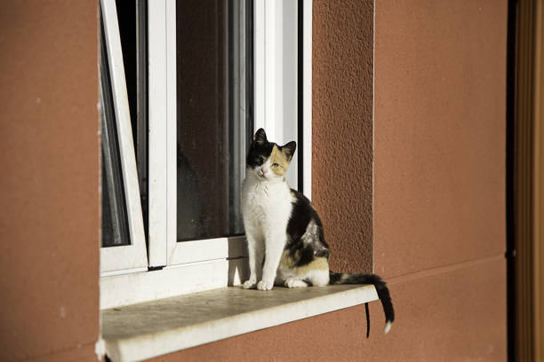 istock Abandoned street cats 912580538