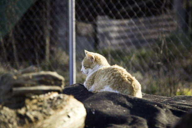 Abandoned street cats, animal abuse, sadness