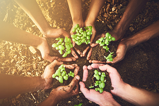 Closeup shot of a group of unrecognizable people holding plants growing out of soil