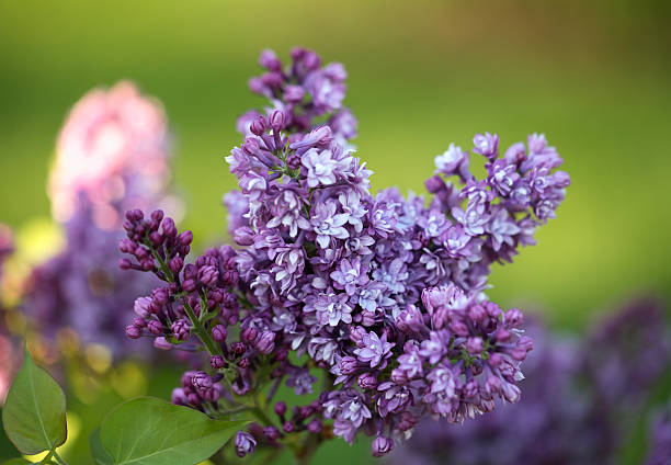 Arbusto de flores Lilás sobre fundo verde - fotografia de stock