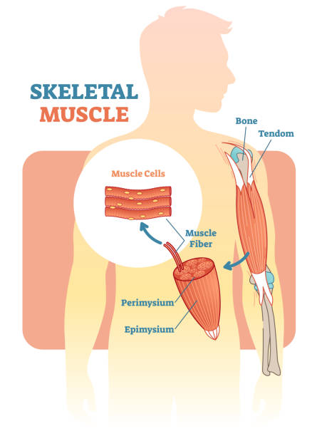 骨格筋ベクトル イラスト図、ヒトの手と解剖学的スキーム。 - anatomy human bone human muscle human hand点のイラスト素材／クリップアート素材／マンガ素材／アイコン素材