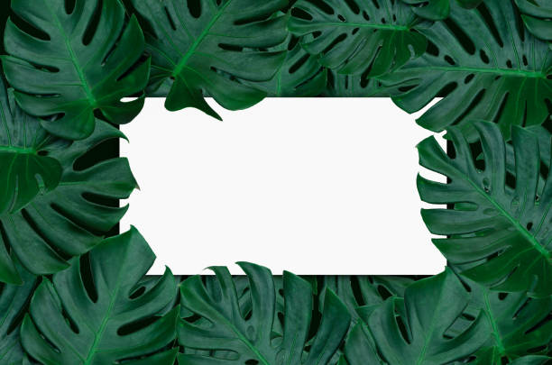 istock Message board Leaf frame Green and white Wooden floor 912587912