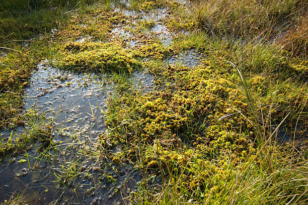 boggy área de dartmoor con sphagnum moss - sphagnum fotografías e imágenes de stock