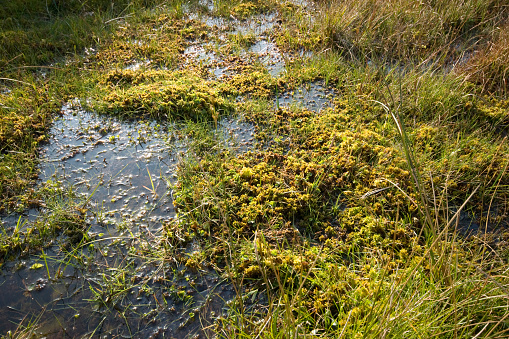 Swamp in wetland with green grass and mud close up