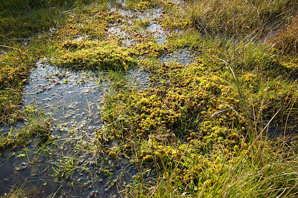 Boggy area of Dartmoor with sphagnum moss stock photo