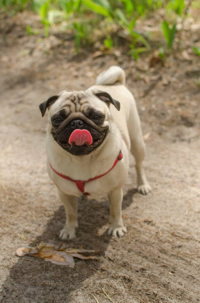 istock Dog breed pug is standing on the ground 912589986